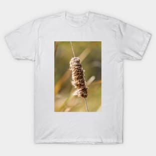 Cattail Scruff. Photograph T-Shirt